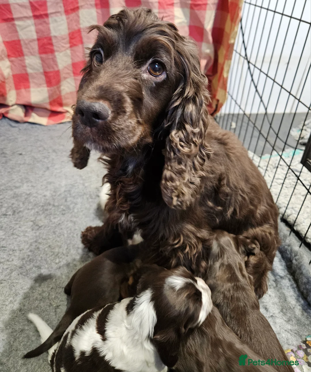 Cocker Spaniel dogs for sale: Gorgeous Show type Cocker Spaniel puppies - Advert 3