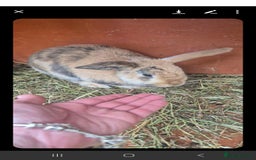 English rabbits for sale: Female rabbits £20 - Image 1