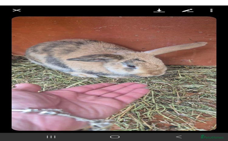 English rabbits - Advert 10