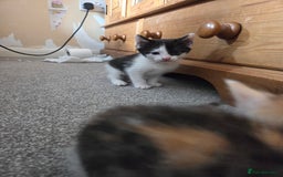 Domestic Shorthair cats for sale: Beautiful kittens ready for home - Image 5