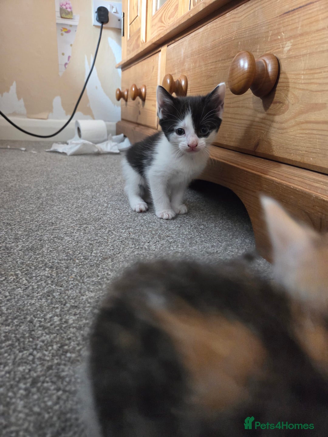 Domestic Shorthair cats for sale: Beautiful kittens ready for home - Image 5