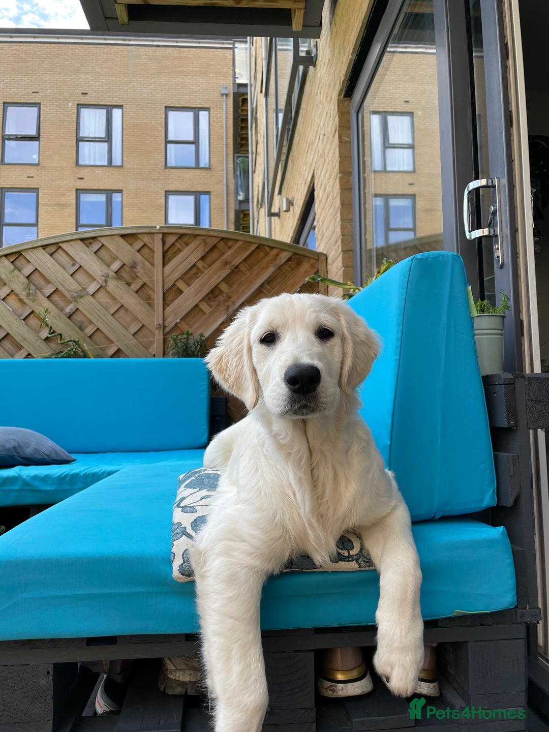 Golden Retriever dogs for stud: KC English Cream Golden Retriever Stud - Image 25