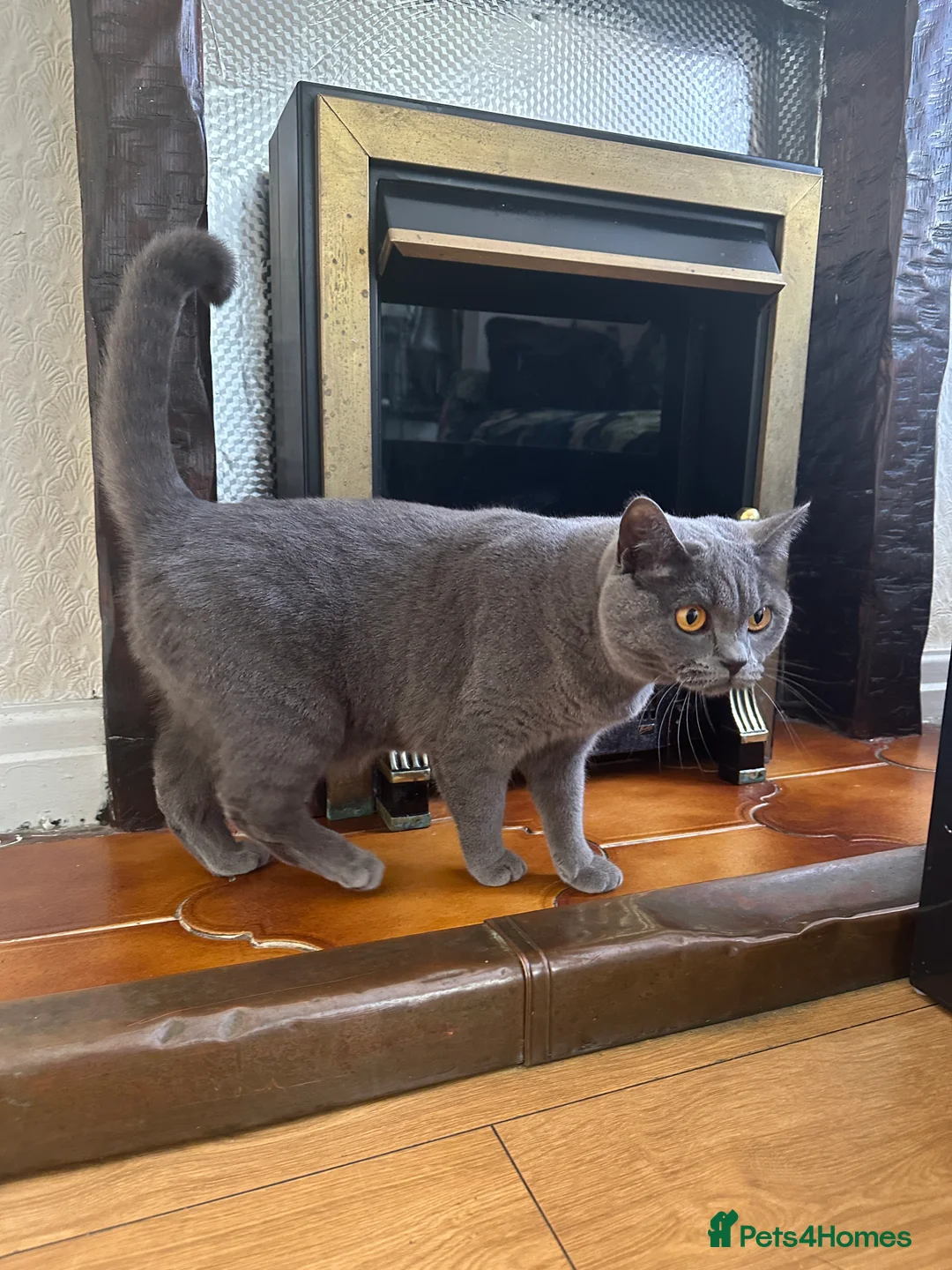 British Shorthair cats for sale: British shorthair female cat - neutered.  - Advert 9