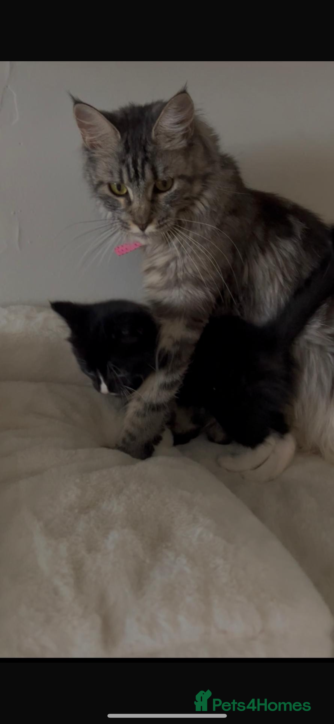 Mixed Breed cats for sale: Half main coon kitten  - Image 6