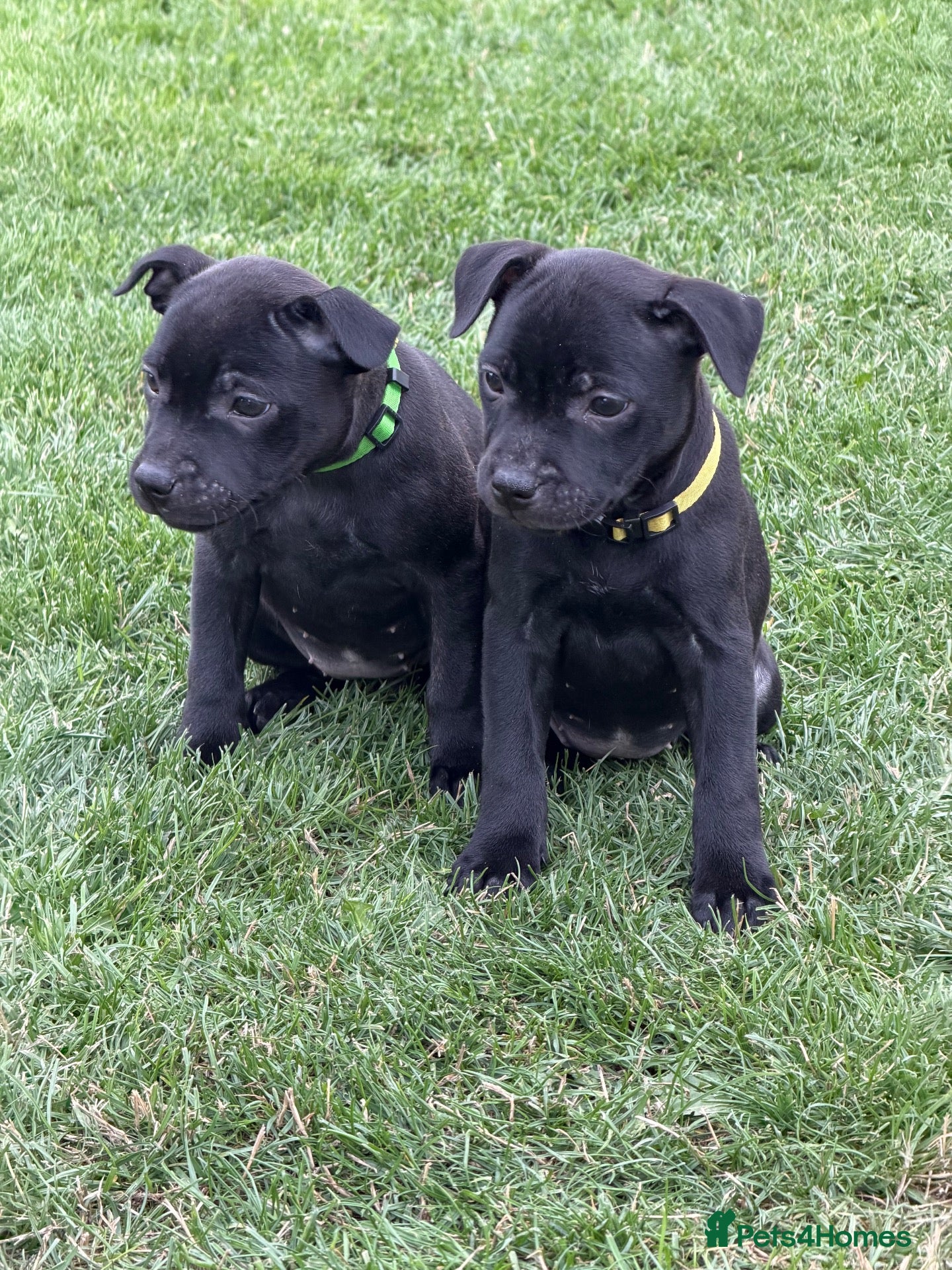 Staffordshire Bull Terrier dogs KC Black Puppies Ready Now - Advert 1