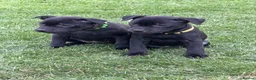 Staffordshire Bull Terrier dogs for sale: KC Black Puppies Ready Now - Advert 1