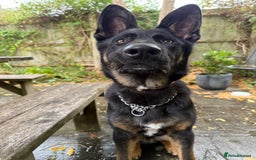 German Shepherd dogs for sale: MAXIMUS/ PEDIGREE GSD/ KENNEL CLUB REGISTERED/ - Image 4