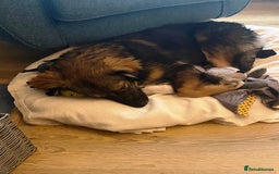 Mixed Breed dogs for adoption: Meet Little BEAR, a Lovely but naughty Boy... - Image 31