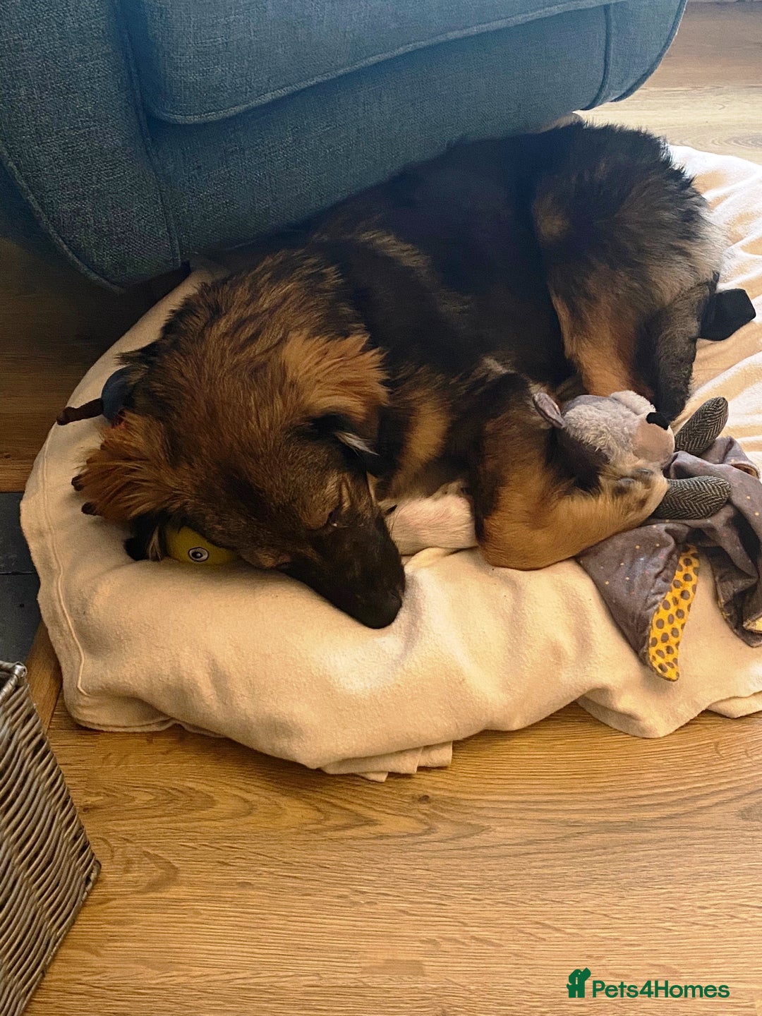 Mixed Breed dogs for adoption: Meet Little BEAR, a Lovely but naughty Boy... - Image 31