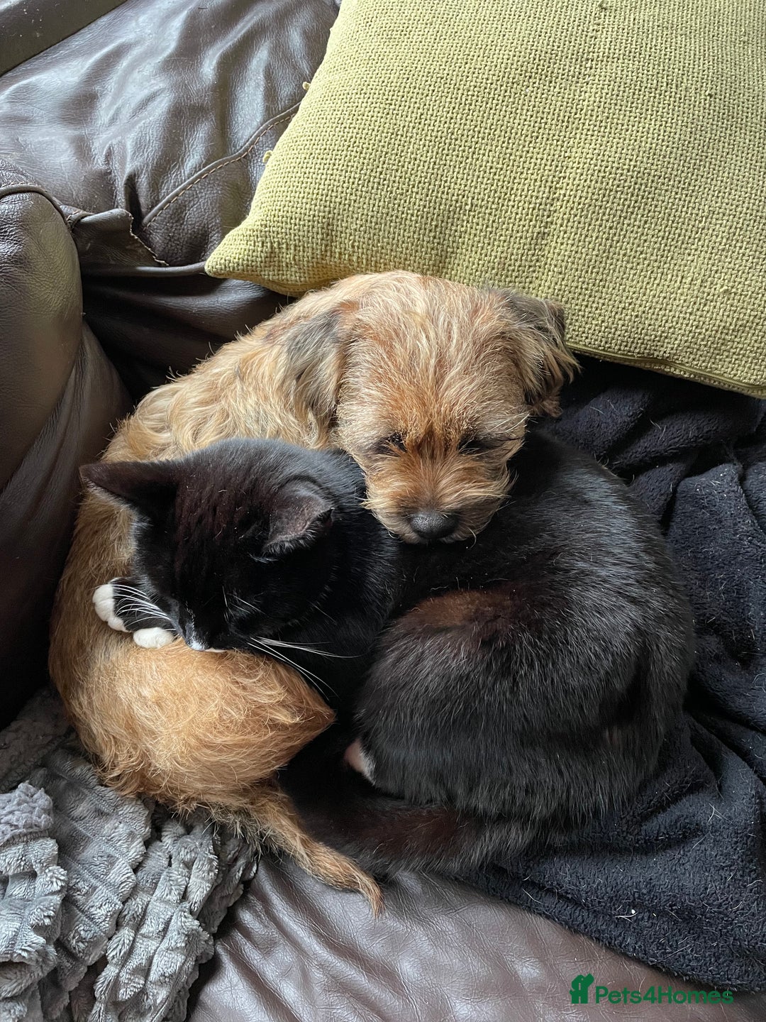Border Terrier dogs for sale: Border Terrier Bitch - Image 4
