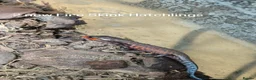 Skink reptiles for sale: Juvenile Fire Skinks  in Aldershot - Advert 6