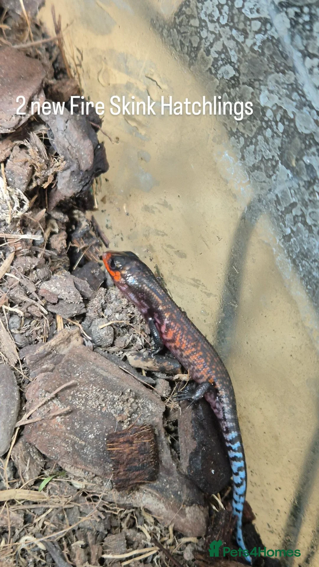Skink reptiles for sale: Juvenile Fire Skinks  in Aldershot - Advert 6