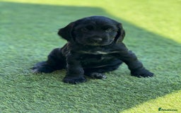 Cocker Spaniel dogs for sale: LAST BOY - Show Cocker Spaniel  in Newport - Image 36