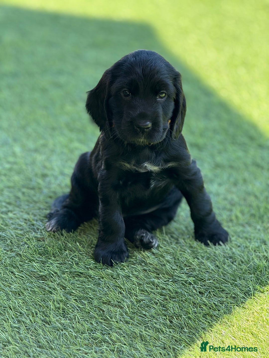 Cocker Spaniel dogs for sale: LAST BOY - Show Cocker Spaniel  in Newport - Image 36