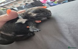 Mixed Breed dogs for sale: miniature dachshunds  - Image 4
