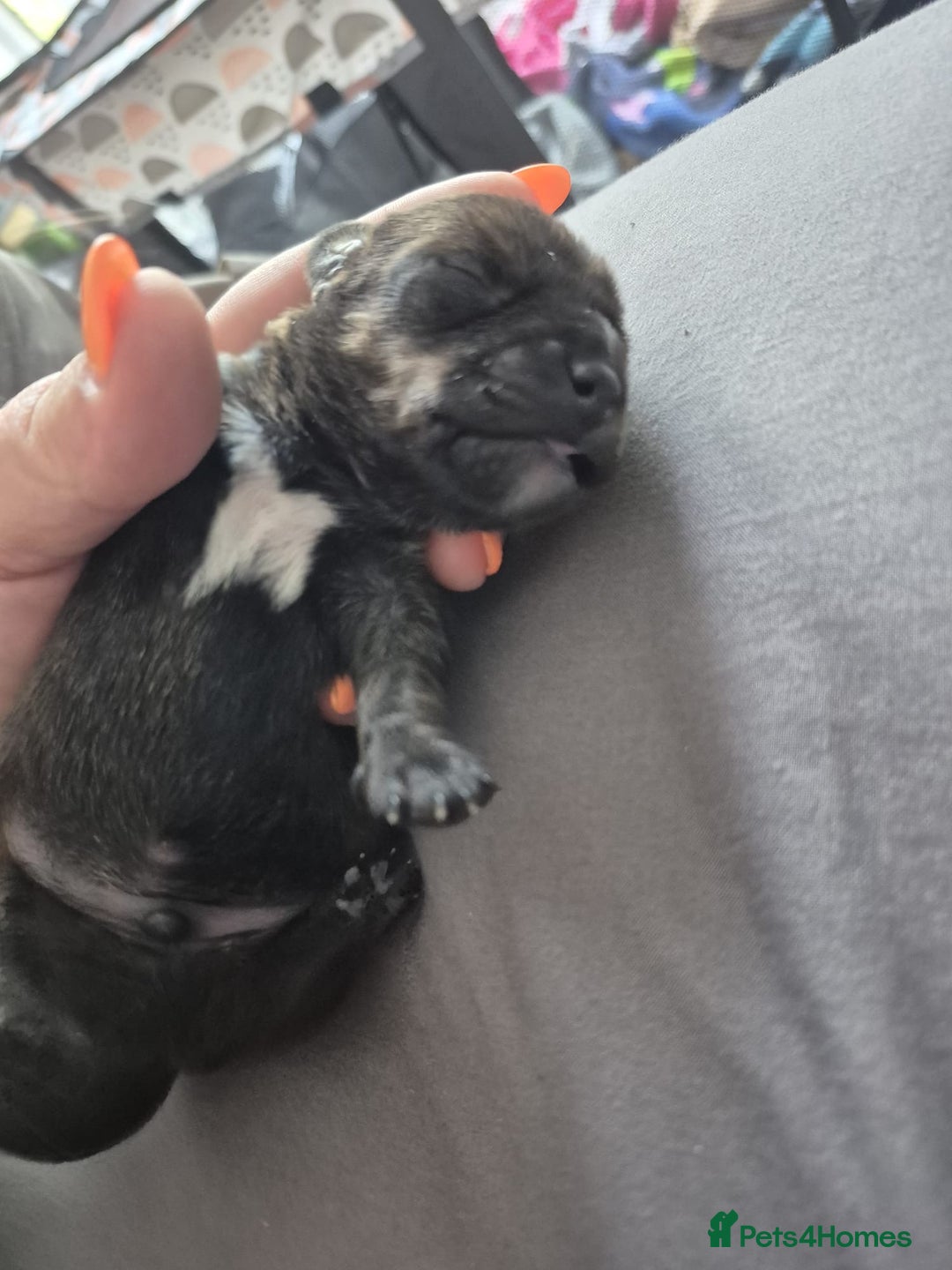 Mixed Breed dogs for sale: miniature dachshunds  - Image 4