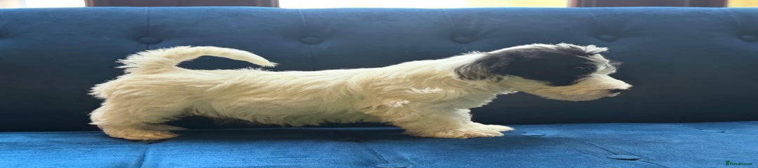 Sealyham Terrier Puppy 2