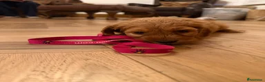 Cockapoo 5