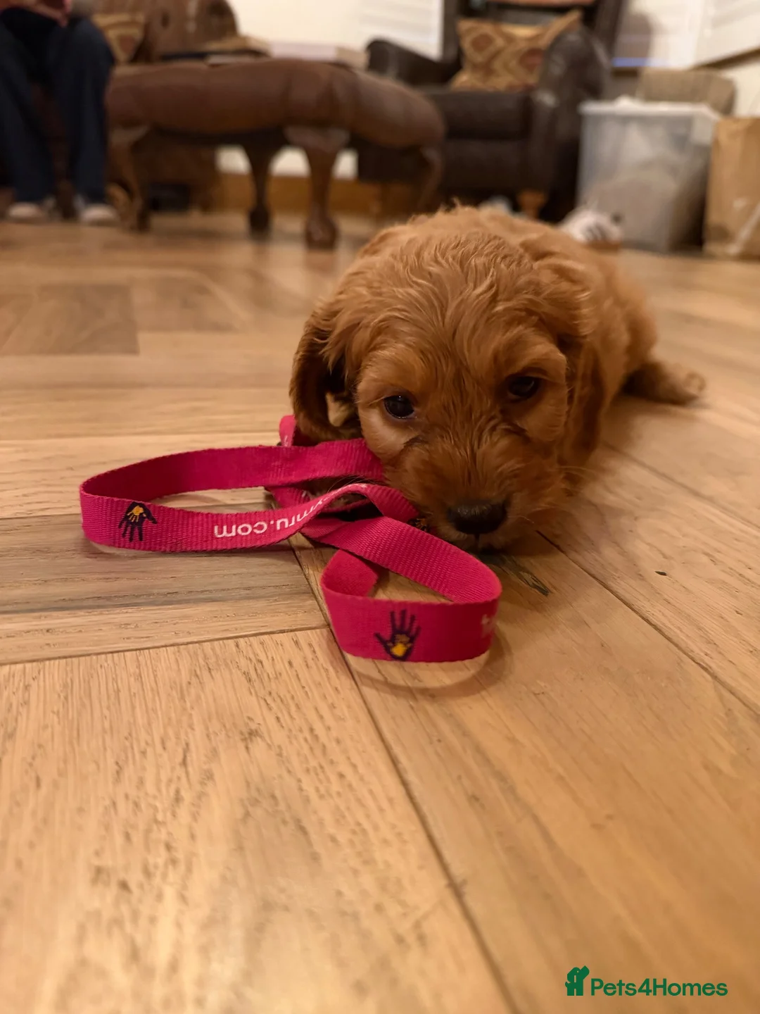 Cockapoo dogs for sale: Beautiful Cockapoo pups - Advert 21