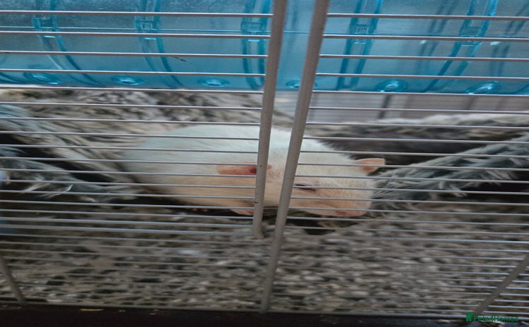 Rat rodents - Advert 1