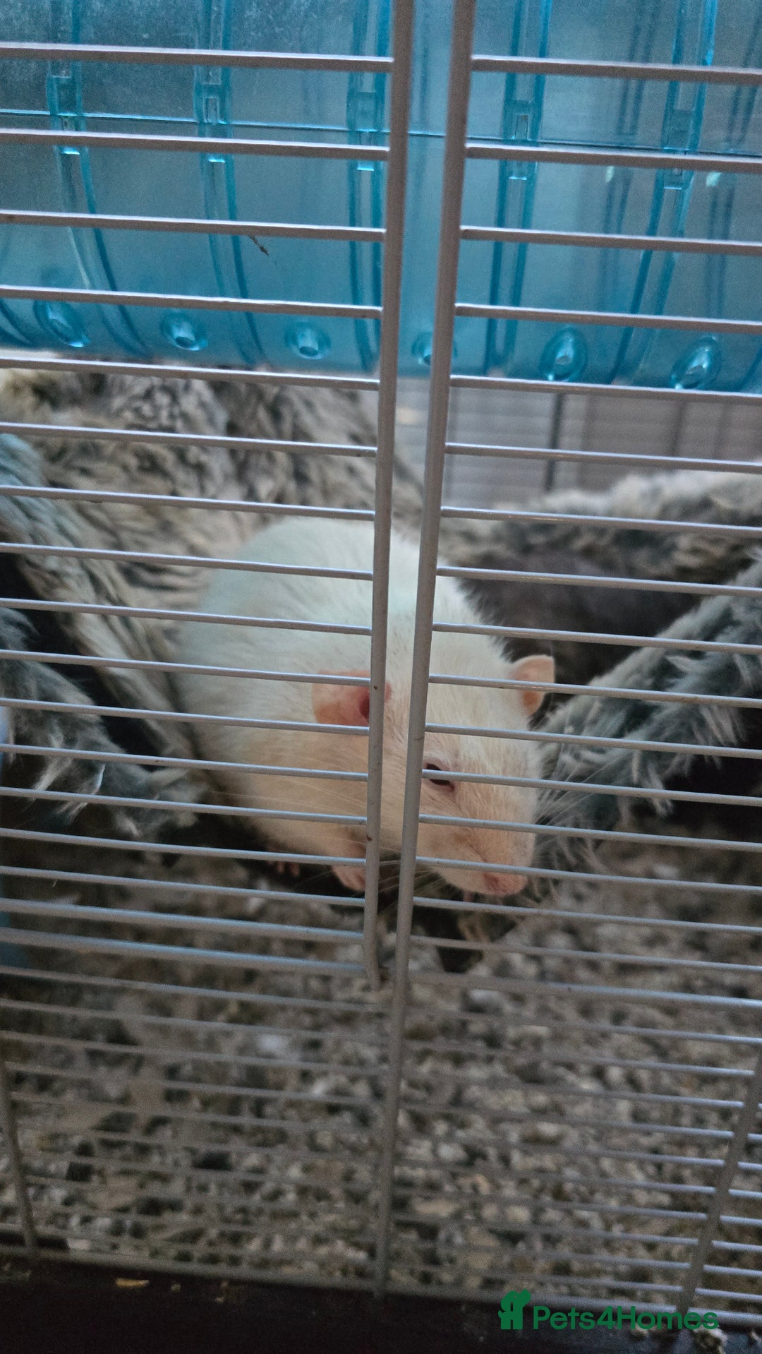 Rat rodents for sale: 2 male rats for rehoming  - Image 1