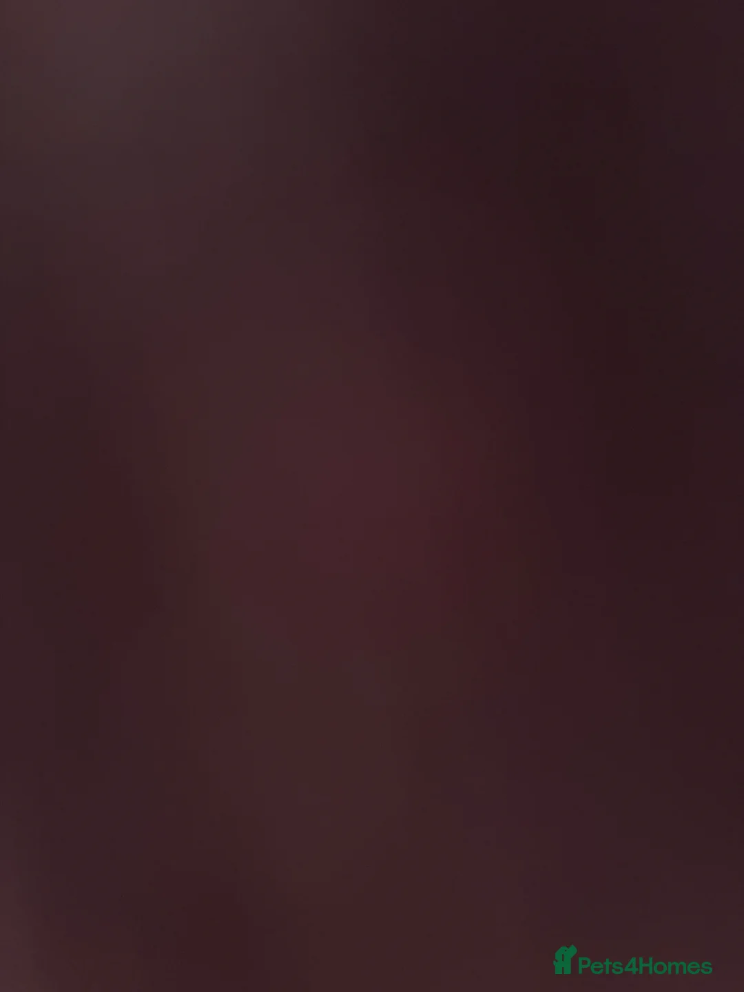 Mixed Breed cats for sale: 2 cats for rehoming  in Porth - Advert 5