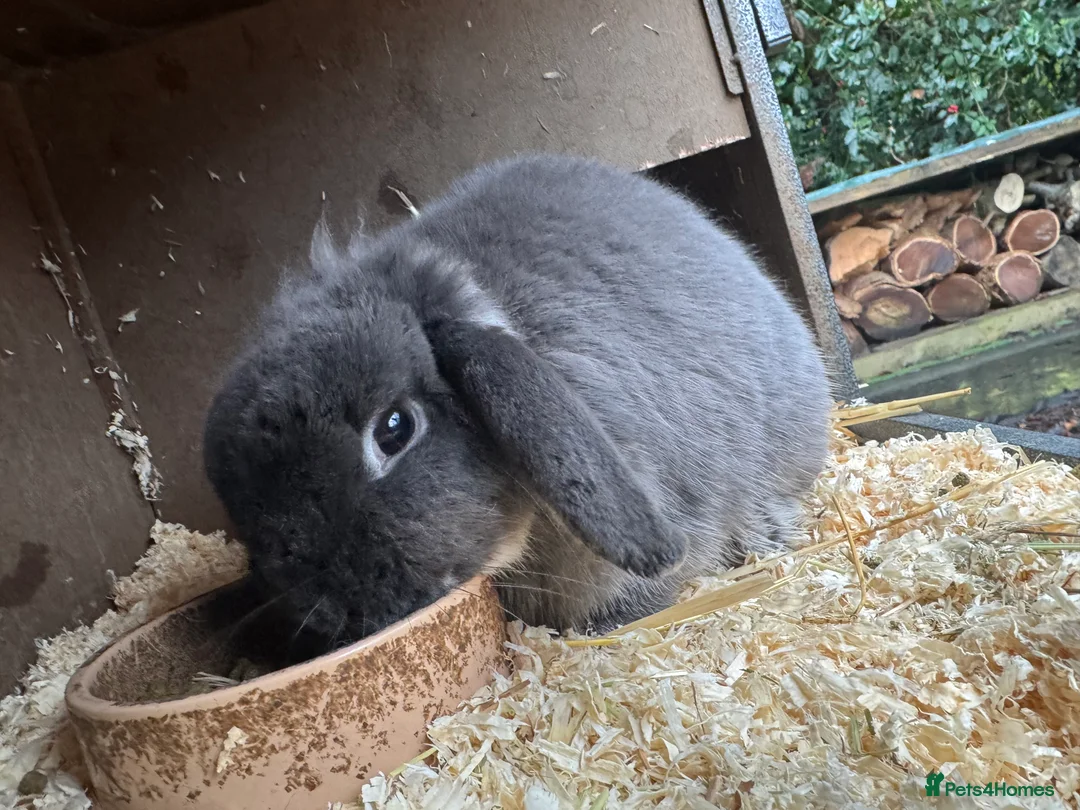Mini Lop rabbits for sale: Two female blue mini lops - Advert 1