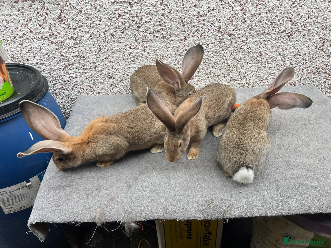 Continental Giant rabbits for sale: Giant continental  - Advert 8