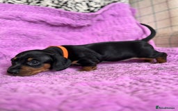 Dachshund dogs for sale: Stunning Dachshund Puppies  - Image 17