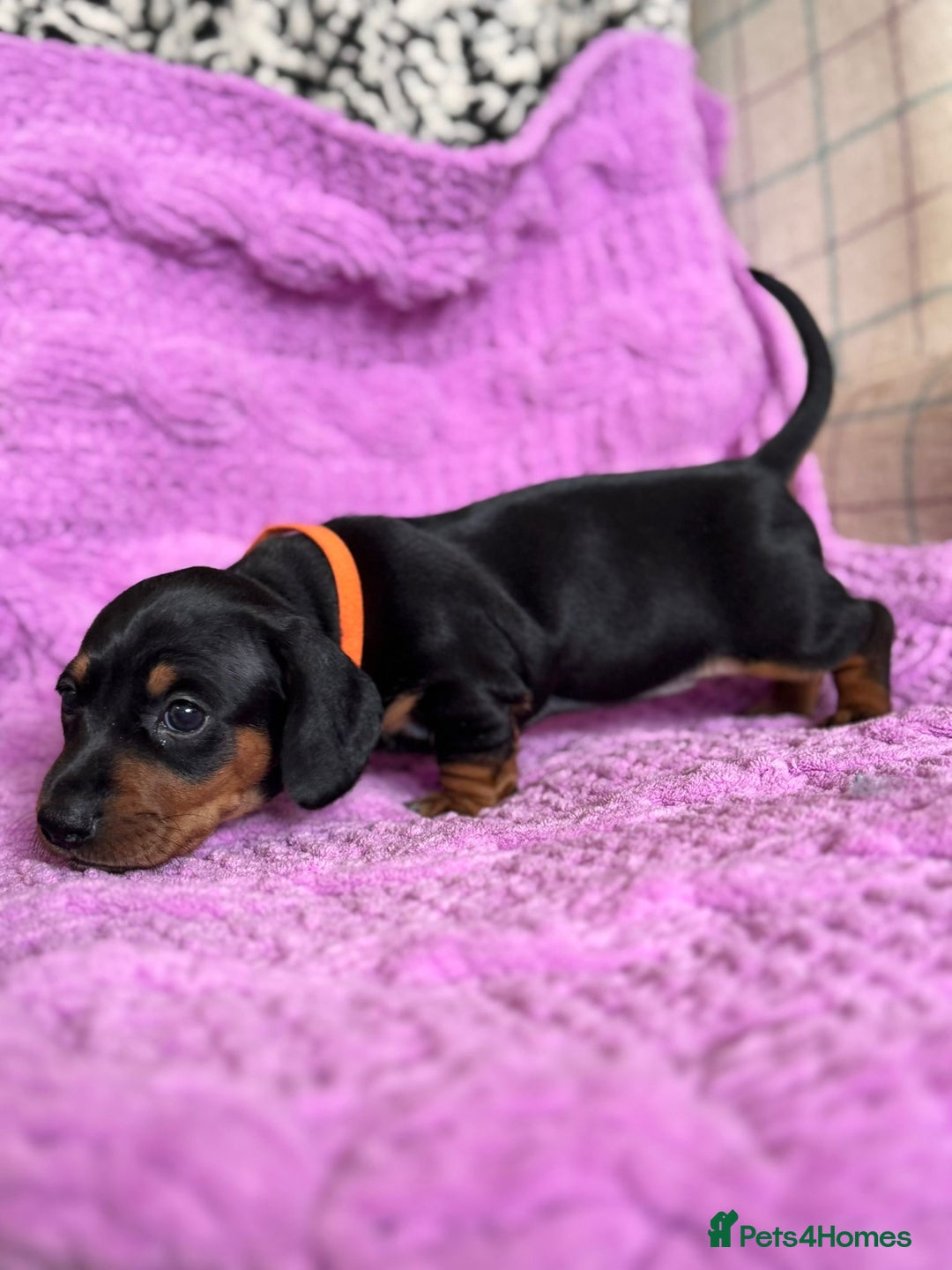 Dachshund dogs for sale: Stunning Dachshund Puppies  - Image 17