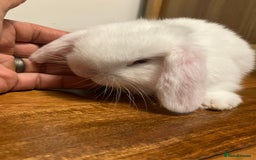Mini Lop rabbits for sale: Mini Lop Bunnies for sale - Image 16