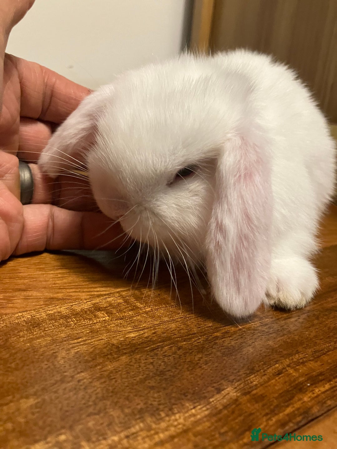 Mini Lop rabbits for sale: Mini Lop Bunnies for sale - Image 16