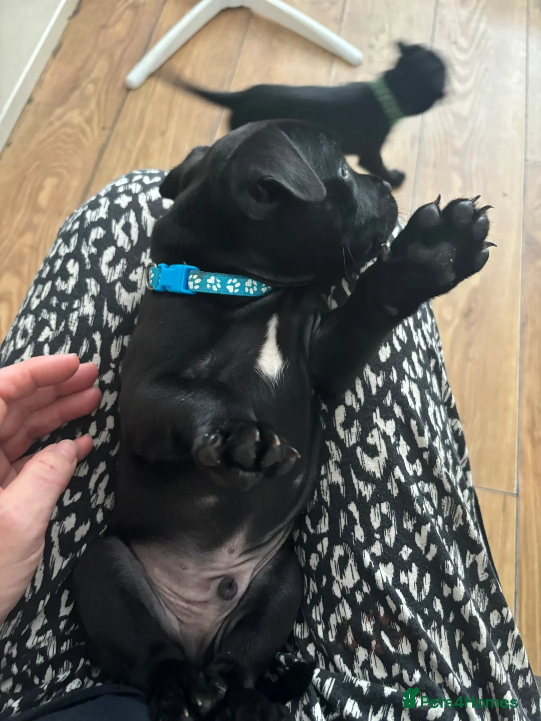 Staffordshire Bull Terrier dogs for sale: 🖤LAST BOY🖤 CH Bill & Nova - Advert 2