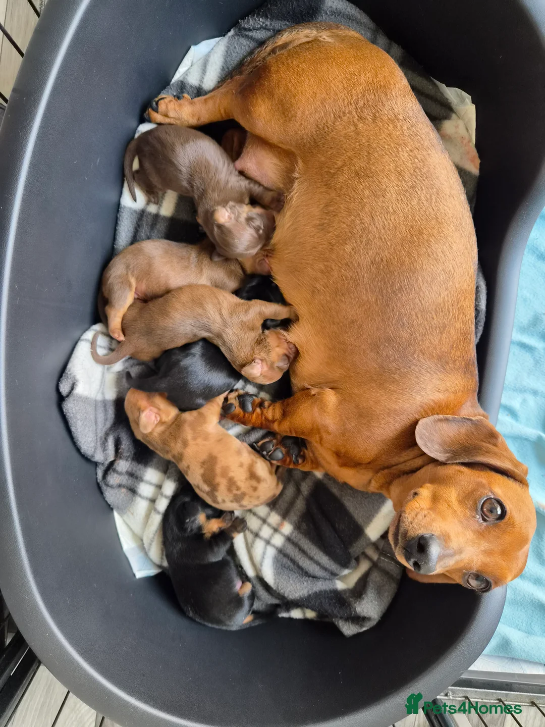 Dachshund dogs for sale: 5 Beautiful Dachshund Pups in Doncaster - Advert 2