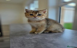 British Shorthair cats for sale: Female British Shorthair  - Image 2
