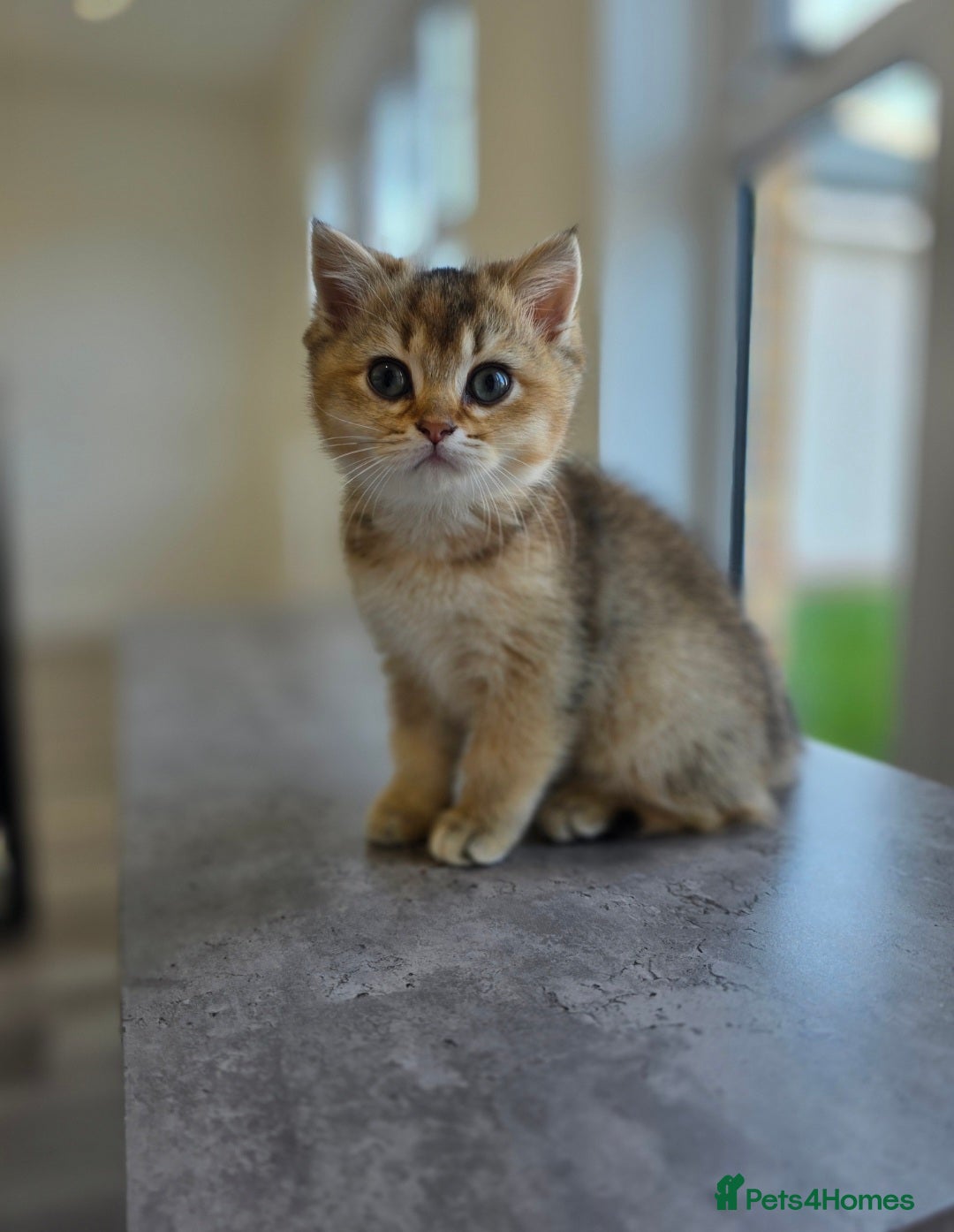 British Shorthair cats for sale: Female British Shorthair  - Image 2