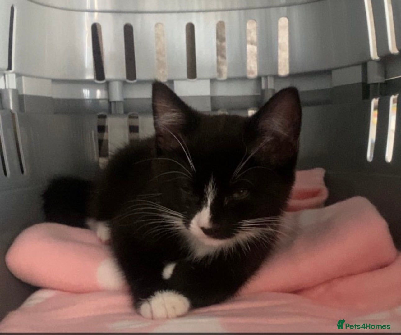 British Shorthair cats Lovely kittens for sale  - Advert 4