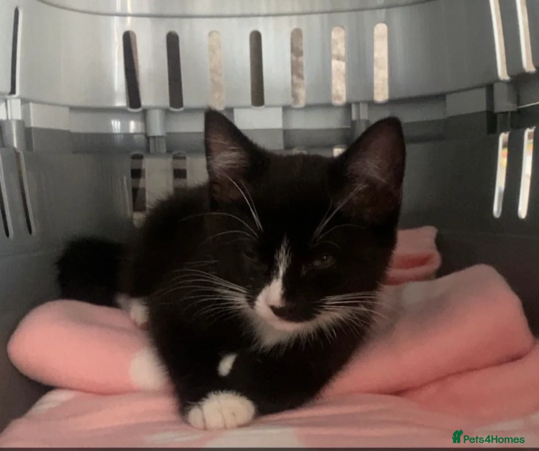 British Shorthair cats for sale: Lovely kittens for sale  in Glasgow - Advert 1