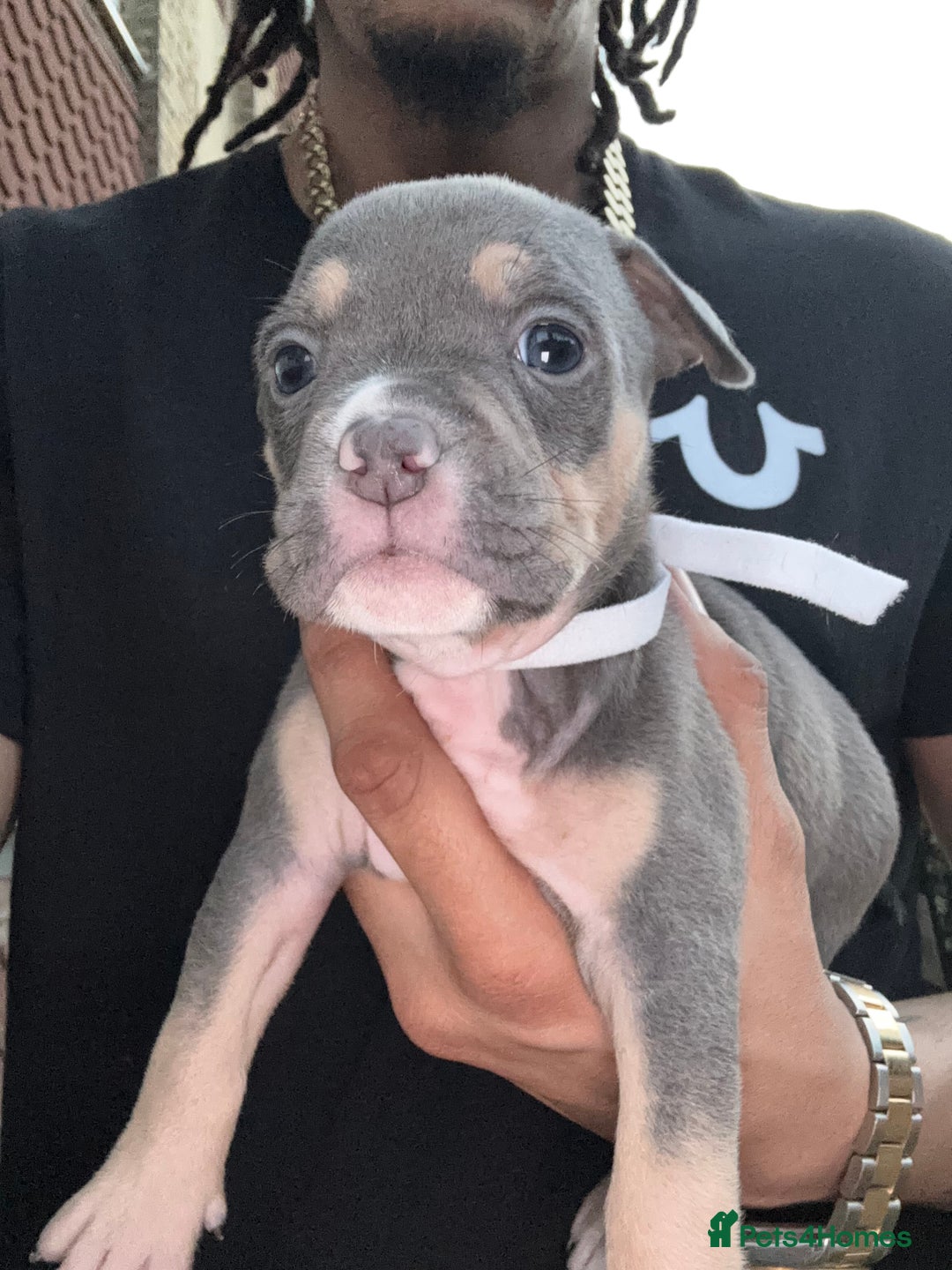 American Bully dogs for sale: American Pocket Bully Puppies (ABKC registered)  - Image 2
