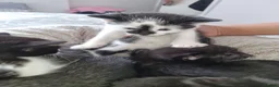 Domestic Shorthair cats for sale: Not vaccinated  - Advert 5