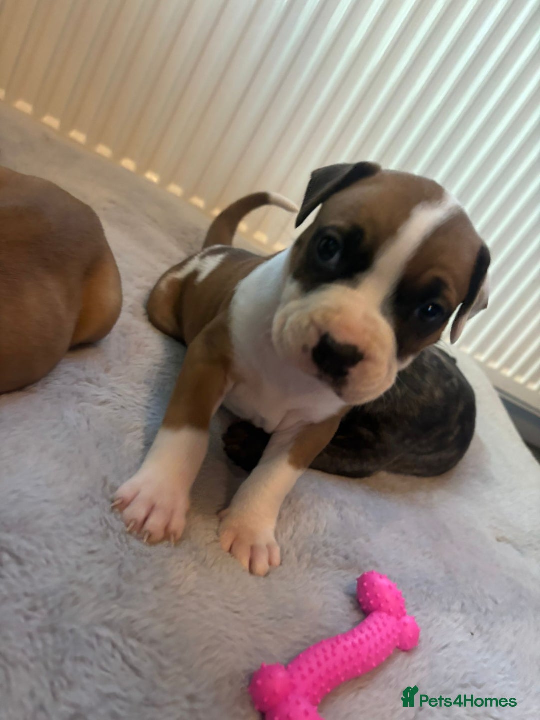 American Bulldog dogs for sale: American bulldog pups for sale - Advert 26