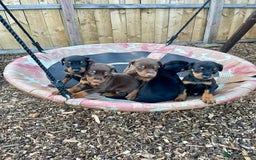 Dobermann dogs for sale: Doberman pups - Advert 7