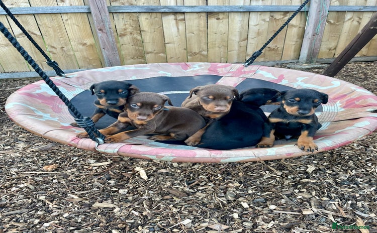 Dobermann dogs - Advert 1