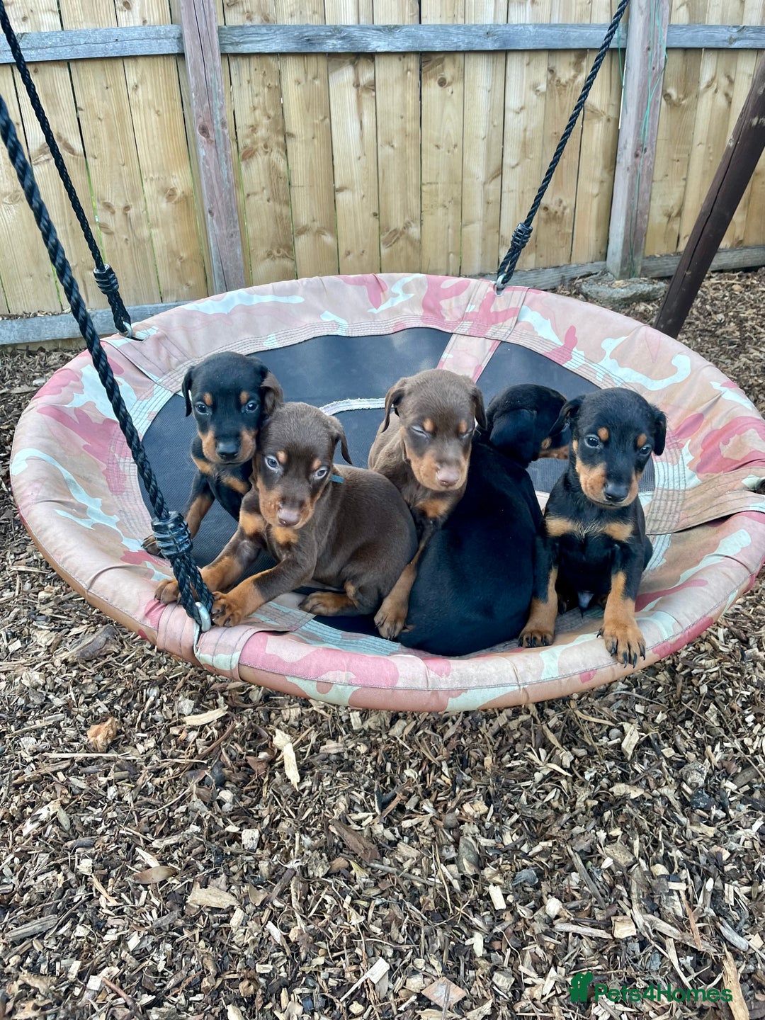 Dobermann dogs for sale: Doberman pups - Advert 7