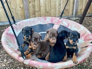 Dobermann dogs - Advert 3