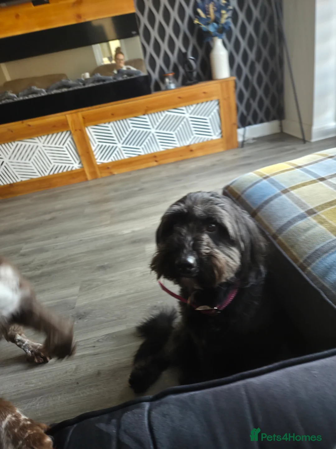 Bordoodle dogs for sale: Loving home required - Advert 2