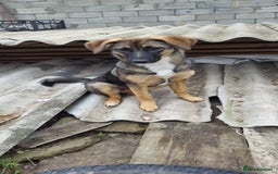 Mixed Breed dogs for adoption: 💖🐶 AMAYA 🐶💖 - Image 3