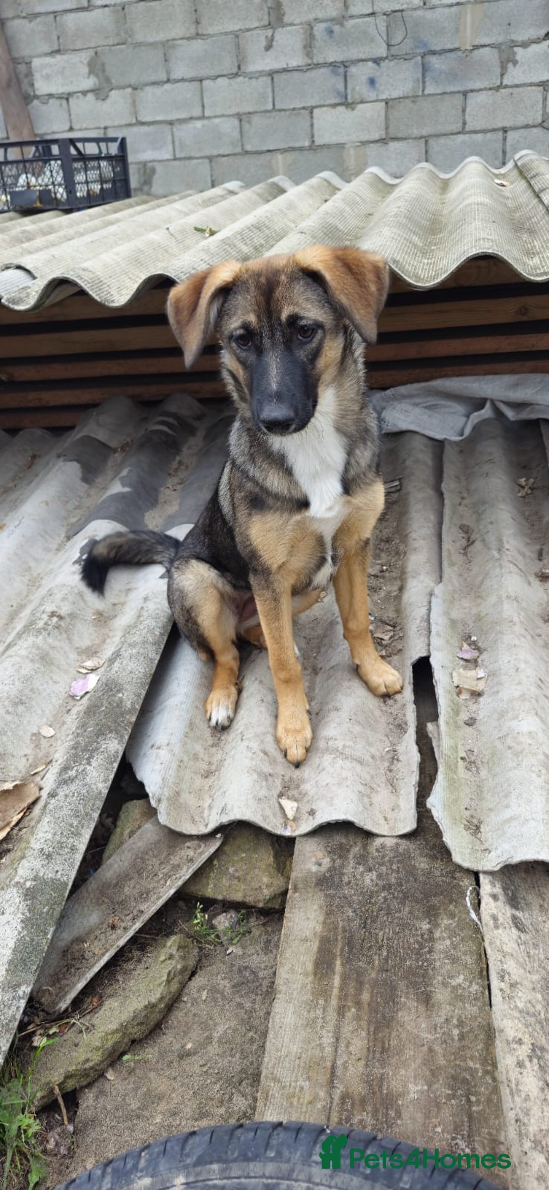 Mixed Breed dogs for adoption: 💖🐶 AMAYA 🐶💖 - Image 3