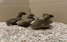 Ducks poultry for sale: Day old female ducklings  - Image 1