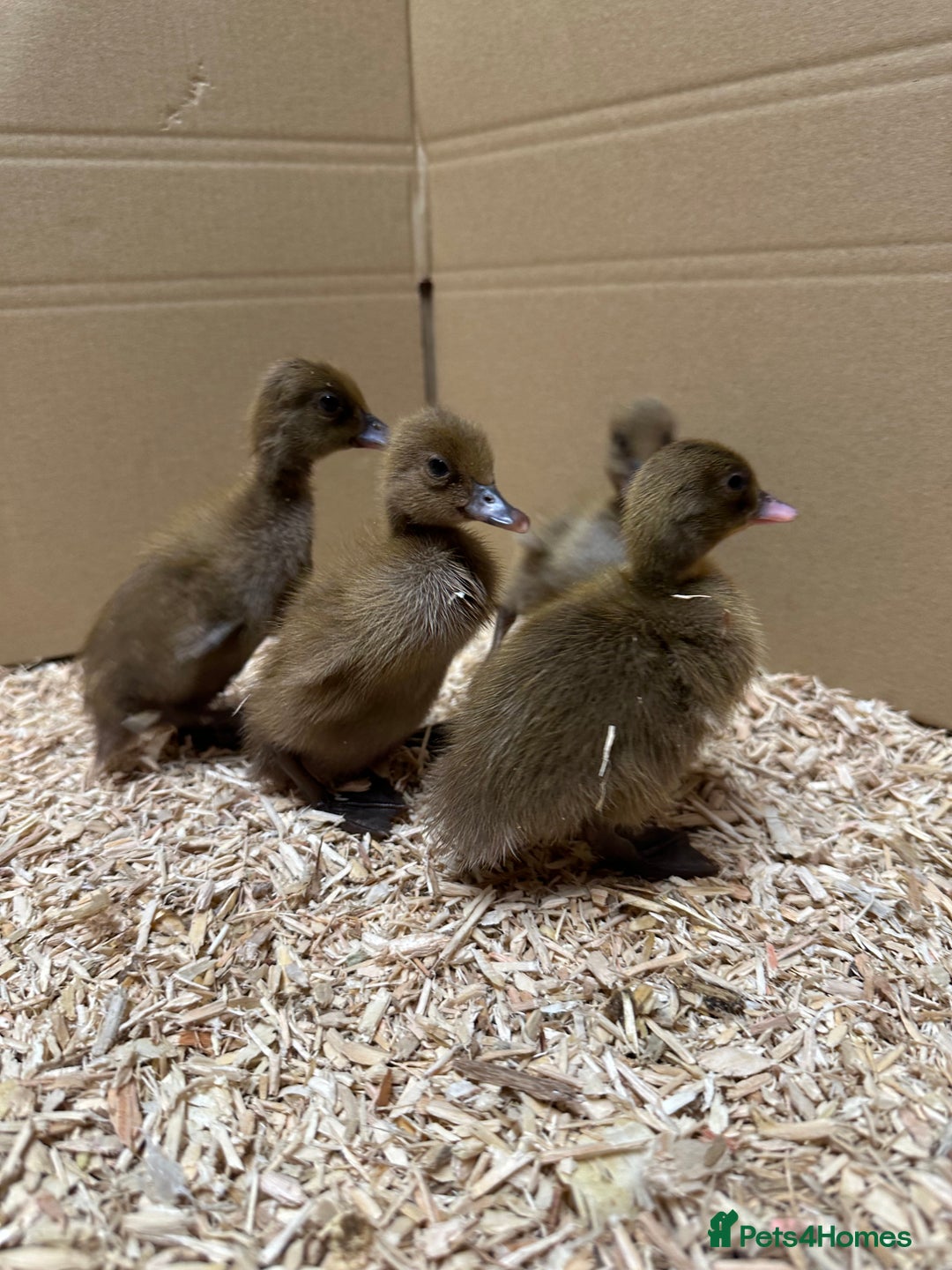 Ducks poultry for sale: Day old female ducklings  - Image 1